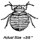 bed.bugs.gif bed.bugs.gif