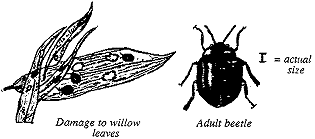 [Imported Willow Leaf Beetle]
