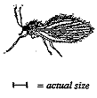 [Moth Flies or Drain Flies]