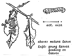 [Mountain Ash Sawfly]